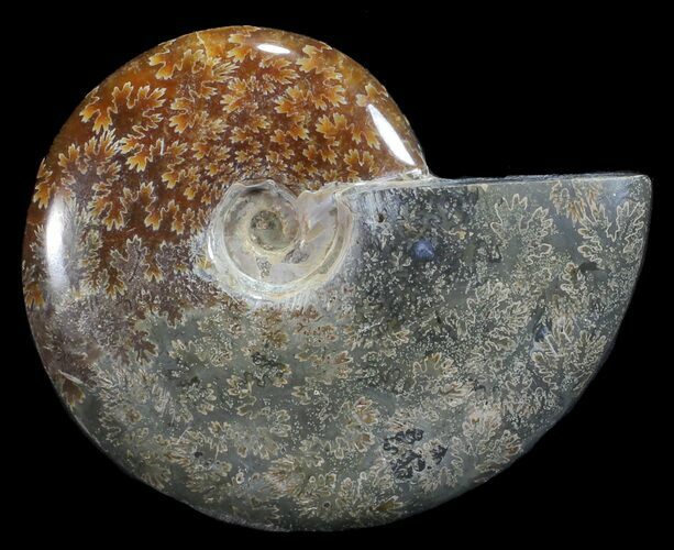 Polished, Agatized Ammonite (Cleoniceras) - Madagascar #59876
